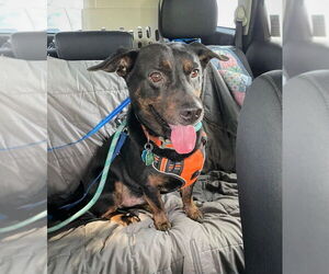 Pembroke Welsh Corgi-Rottweiler Mix Dogs for adoption in MECHANICSBURG, PA, USA
