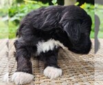Small #7 F2 Aussiedoodle