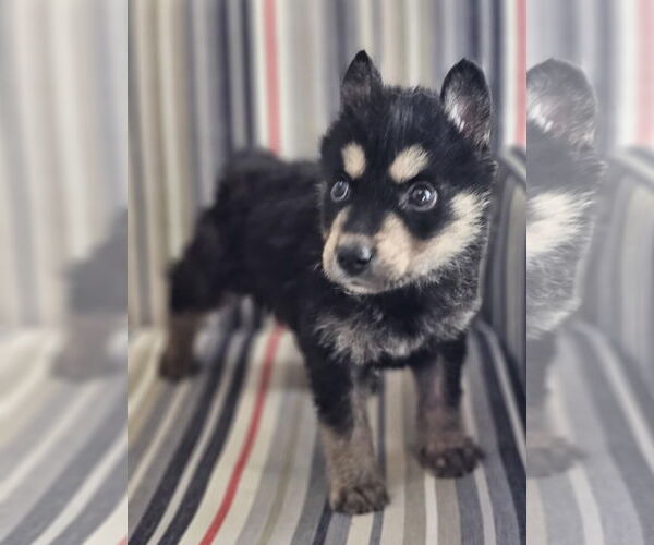 Medium Photo #4 Siberian Husky-Unknown Mix Puppy For Sale in McKinney, TX, USA