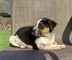 Small Photo #23 Australian Cattle Dog-Border Collie Mix Puppy For Sale in RICHMOND, MI, USA