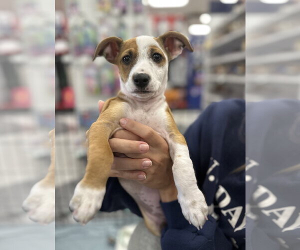 Medium Photo #4 Mutt Puppy For Sale in Davis, CA, USA