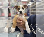 Small #3 Mutt