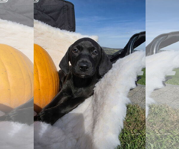 Medium Photo #2 Labrador Retriever-Unknown Mix Puppy For Sale in SHERBURNE, NY, USA