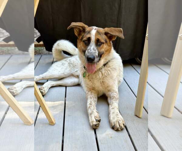 Medium Photo #4 Mutt Puppy For Sale in Paso Robles, CA, USA