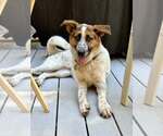 Small #3 Mutt