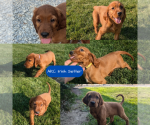 Irish Setter Puppy for sale in GOSHEN, IN, USA