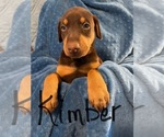 Puppy Kimber Doberman Pinscher