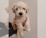 Small Photo #6 Maltipoo Puppy For Sale in CORONA, CA, USA