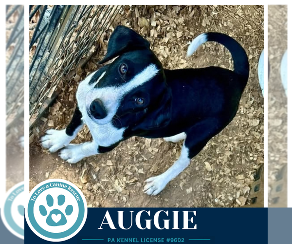 Medium Photo #2 Border Collie-Unknown Mix Puppy For Sale in Kimberton, PA, USA