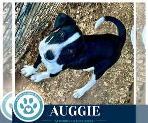 Auggie 100326 - Male Border Collie-Unknown Mix Dog for Adoption - Photo #2