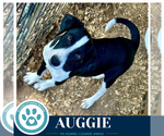 Small Photo #2 Border Collie-Unknown Mix Puppy For Sale in Kimberton, PA, USA