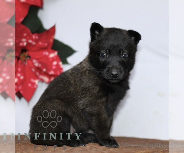 Medium Photo #3 Belgian Malinois Puppy For Sale in STRASBURG, PA, USA