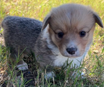 Small Photo #20 Pembroke Welsh Corgi Puppy For Sale in MIDLOTHIAN, TX, USA