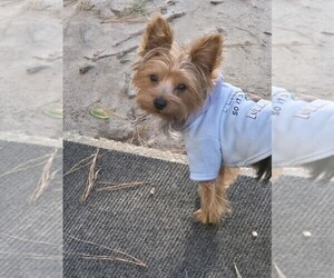 Father of the Yorkshire Terrier puppies born on 06/18/2026