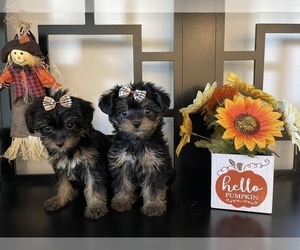 Morkie Puppy for sale in CORONA, CA, USA