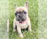 Puppy Koda French Bulldog