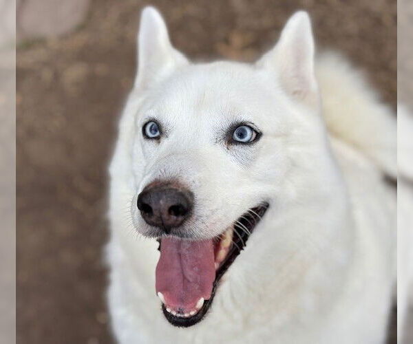Medium Photo #1 Siberian Husky Puppy For Sale in Tulsa, OK, USA