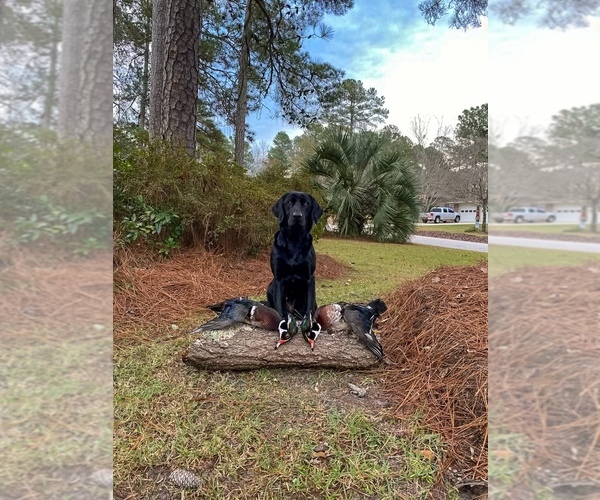 Medium Photo #36 Labrador Retriever Puppy For Sale in AIKEN, SC, USA