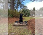 Small #35 Labrador Retriever