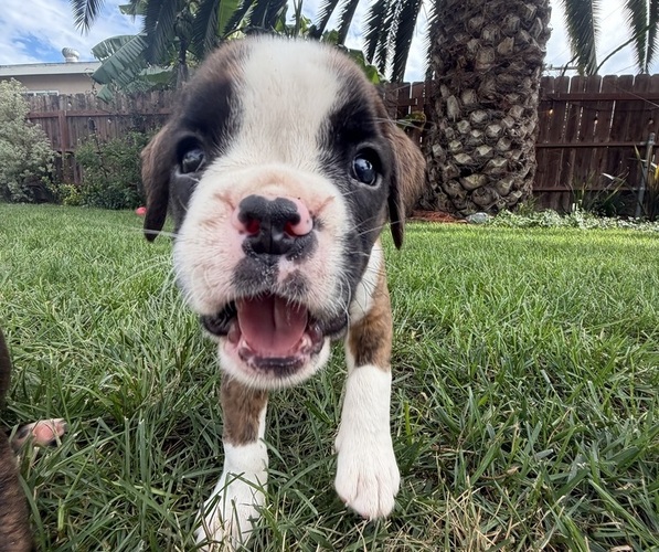Medium Photo #18 Boxer Puppy For Sale in LONG BEACH, CA, USA