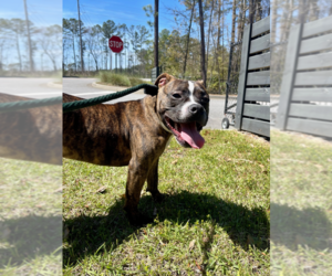 Mutt Dogs for adoption in Hilton Head, SC, USA