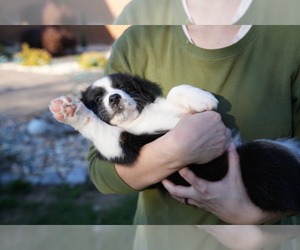 Australian Shepherd Puppy for Sale in GREENCASTLE, Pennsylvania USA