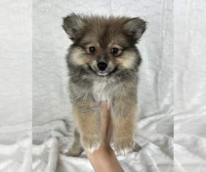 Pomeranian Puppy for sale in FRANKLIN, IN, USA