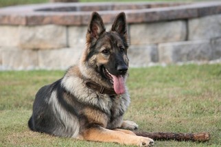 Mother of the German Shepherd Dog puppies born on 11/13/2016