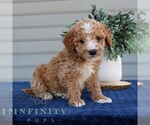Small #3 Goldendoodle (Miniature)