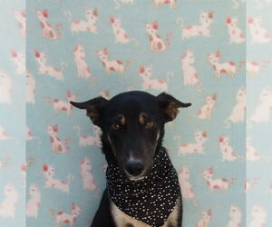 Labrador Retriever-Unknown Mix Dogs for adoption in San Diego, CA, USA