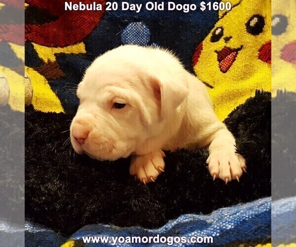 Medium Photo #39 Dogo Argentino Puppy For Sale in JANE, MO, USA