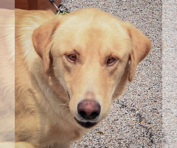 Medium Photo #5 Mutt Puppy For Sale in Huntley, IL, USA