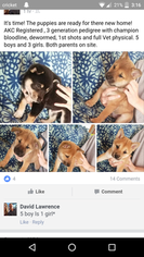 Shiba Inu Puppy for sale in TROY, OH, USA