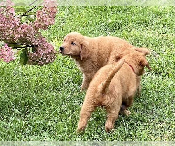 Medium Photo #32 Golden Retriever Puppy For Sale in WOODSTOCK, CT, USA