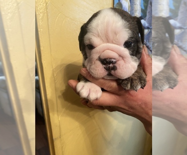 Medium Photo #8 English Bulldog Puppy For Sale in CLEVELAND, NC, USA