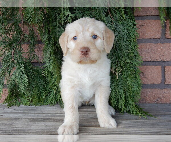 Medium Photo #5 Labradoodle Puppy For Sale in MILLERSBURG, OH, USA