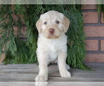Small #4 Labradoodle