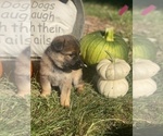 Small Photo #4 German Shepherd Dog Puppy For Sale in ROCKFIELD, KY, USA