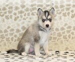 Small #3 Pomsky