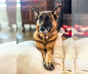 German Shepherd Dog-Unknown Mix Dogs for adoption in The Woodlands, TX, USA