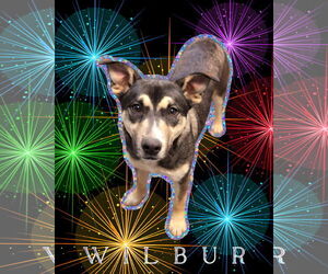 Alaskan Malamute-American Staffordshire Terrier Mix Dogs for adoption in Spotsylvania, VA, USA