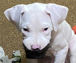 Puppy Puppy 5 Dogo Argentino