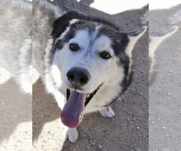 Medium Photo #3 Siberian Husky Puppy For Sale in Cedar Crest, NM, USA