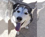 Small #2 Siberian Husky