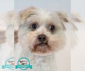 Poochon Dogs for adoption in Kennesaw, GA, USA