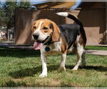 Small Beagle