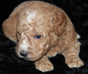 Goldendoodle (Miniature) Puppy for Sale in STANLEY, Wisconsin USA
