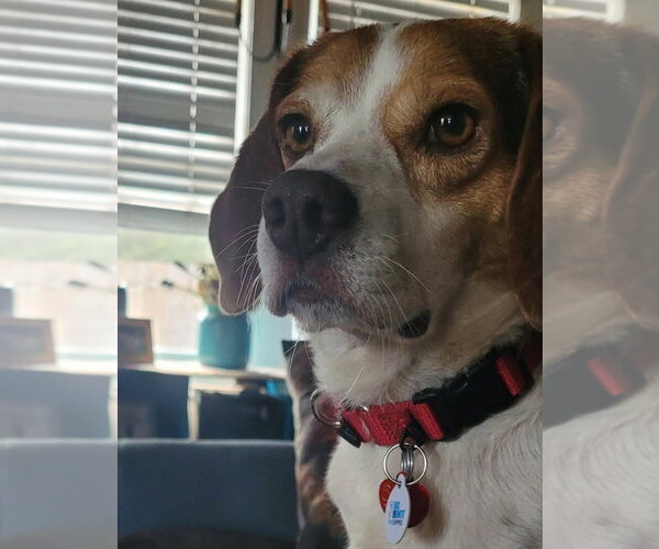 Medium Photo #1 Beagle Puppy For Sale in Dunnellon, FL, USA