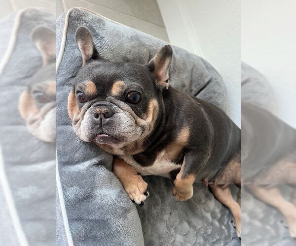 Medium Photo #3 French Bulldog Puppy For Sale in Miami, FL, USA