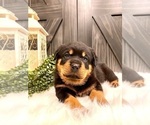 Small Photo #5 Rottweiler Puppy For Sale in SHREVE, OH, USA
